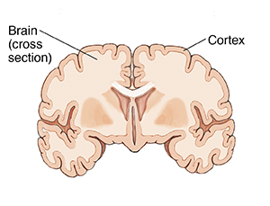 Front view cross section of brain.