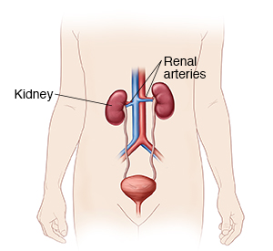 Front view of female outline showing urinary tract and blood vessels.