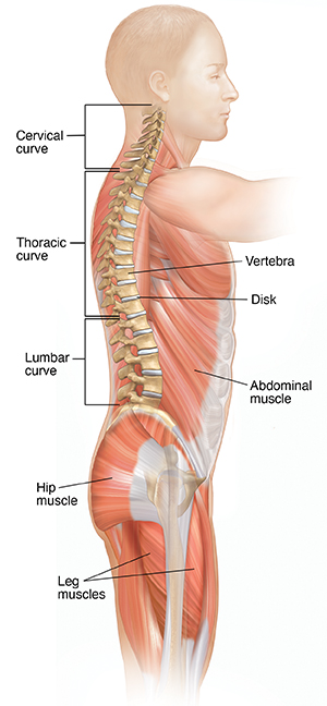 Side view of male body showing spine and muscles.