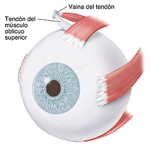 Vista de tres cuartos del ojo que muestra los músculos.